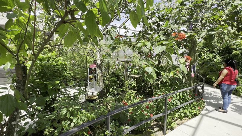 Rainbow Butterfly Maze Walk