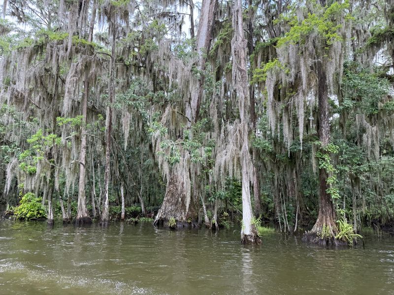 Ancient Cypress Cathedral