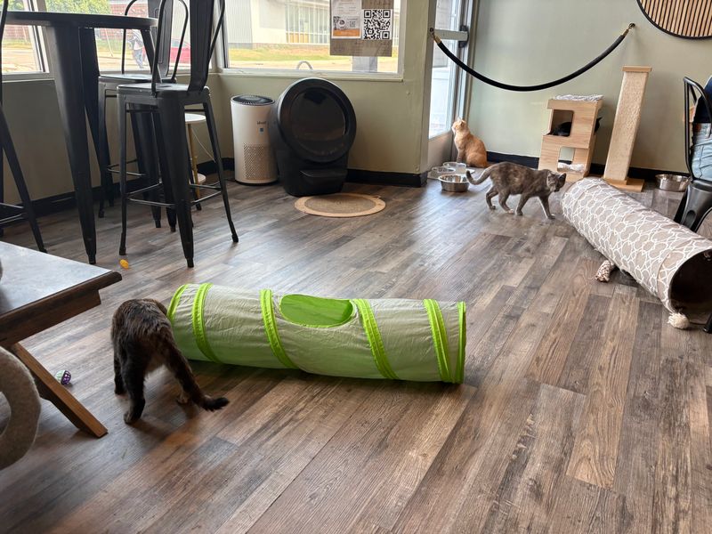 Inside The Cat Room Clock