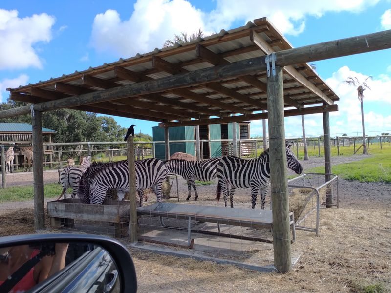 Drive thru safari experience