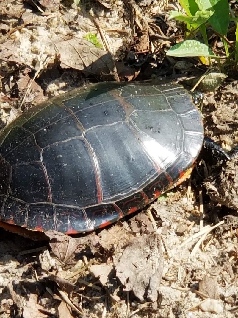 Wildlife and Quiet Places