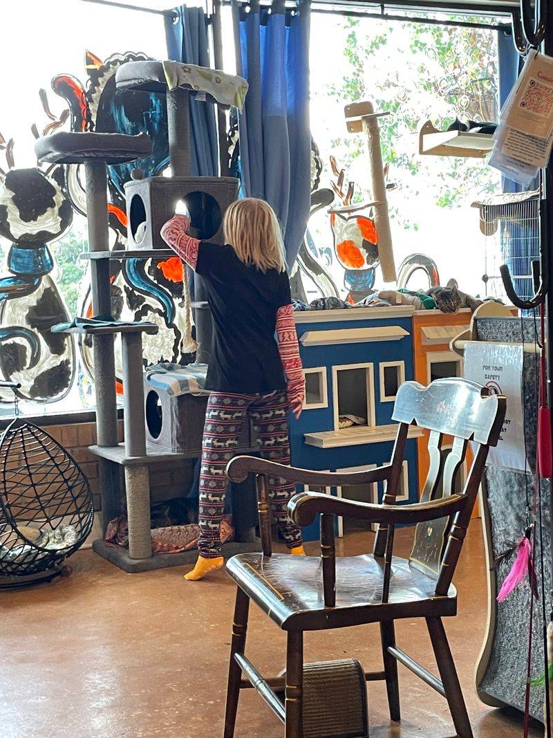 Birthday Parties That Pounce