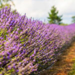 Every Summer, This Quiet Michigan Farm Turns Into a Sea of Purple