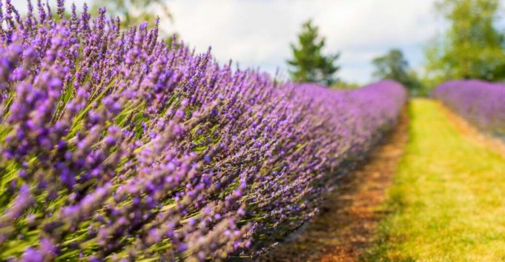 Every Summer, This Quiet Michigan Farm Turns Into a Sea of Purple