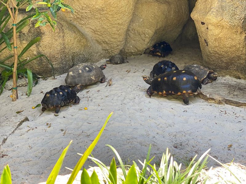 Little Lizards and Surprise Wildlife Around Every Corner