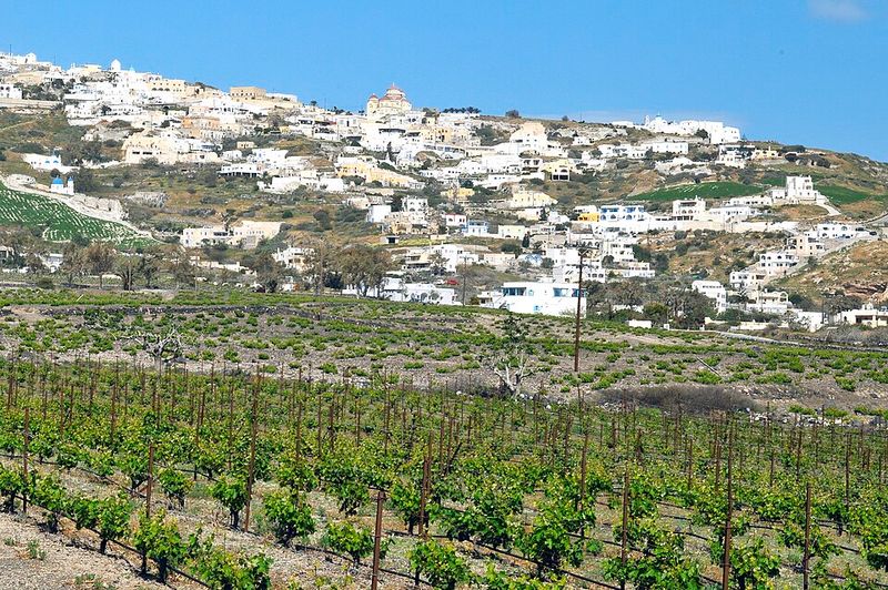 Go Wine Tasting in Local Vineyards