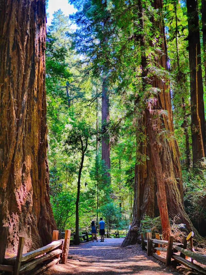 Walk among giant redwoods at Henry Cowell Redwoods State Park
