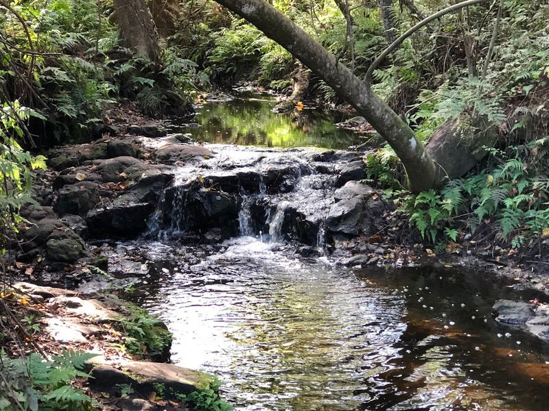 Bulls Bay Preserve Water Feature – Jacksonville Area