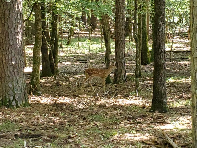The Fairytale Forest Setting