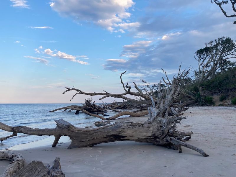 Big Talbot Island – Driftwood That Looks Like Sculpture