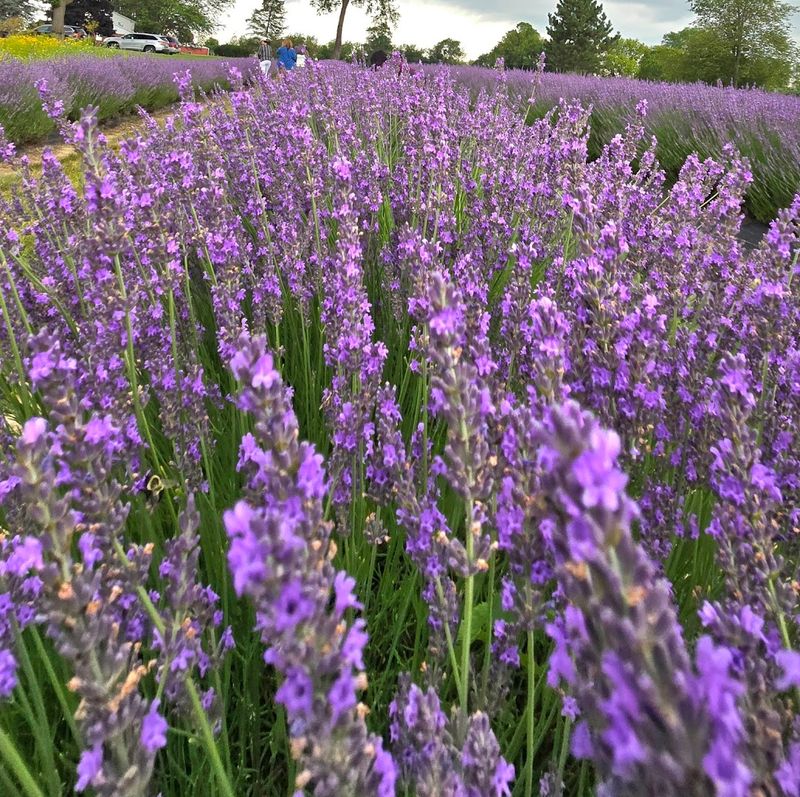 Peak Bloom and Best Timing