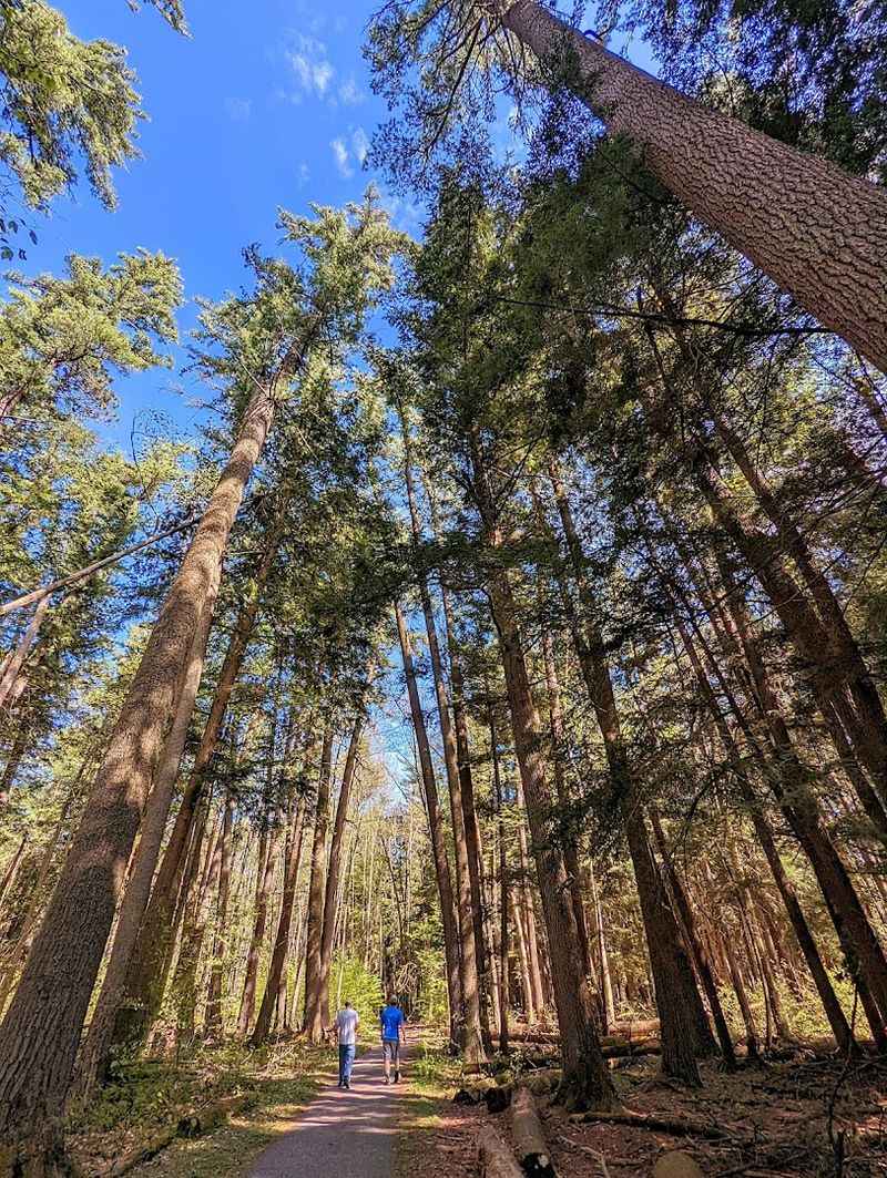 The Old-Growth Forest Trail: Walking Among Trees That Predate the Nation
