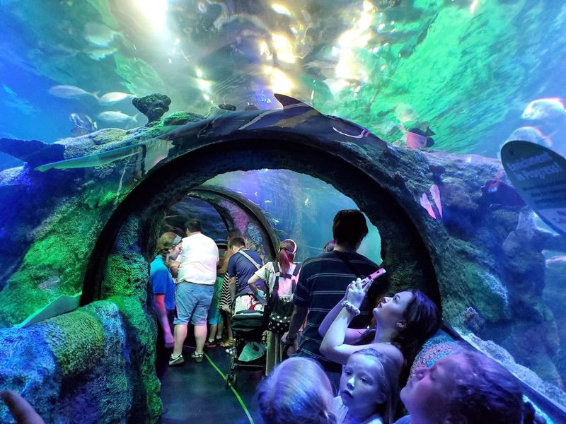 Michigan's Largest Aquarium: The Scale Will Catch You Off Guard