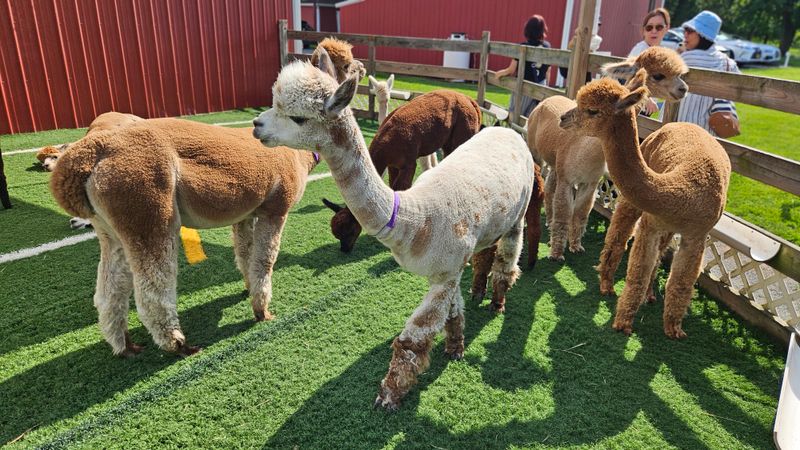 Meeting the Alpacas Up Close