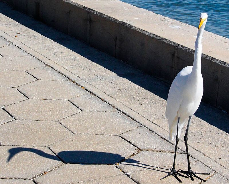 Bird Watching and Wildlife Along the Shore