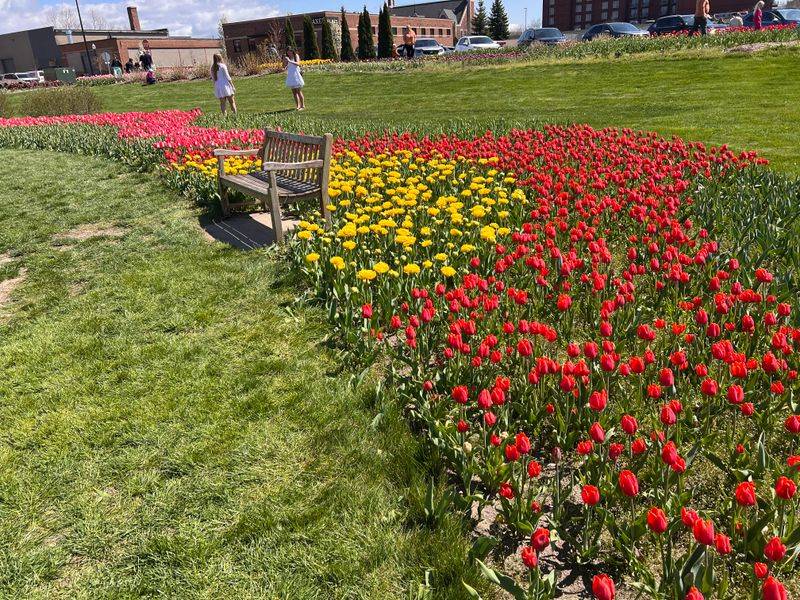 Experience Tulip Time in Holland