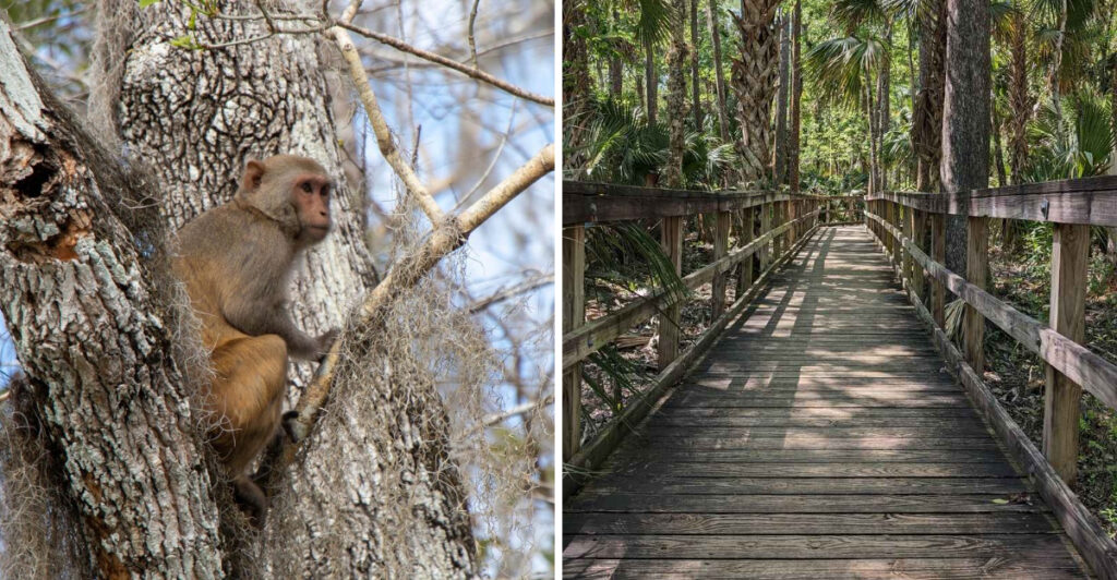 Florida’s Best-Known Spot for Wild Monkey Sightings
