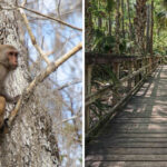 Florida’s Best-Known Spot for Wild Monkey Sightings