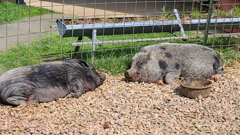 Kids, critters, and easygoing fun