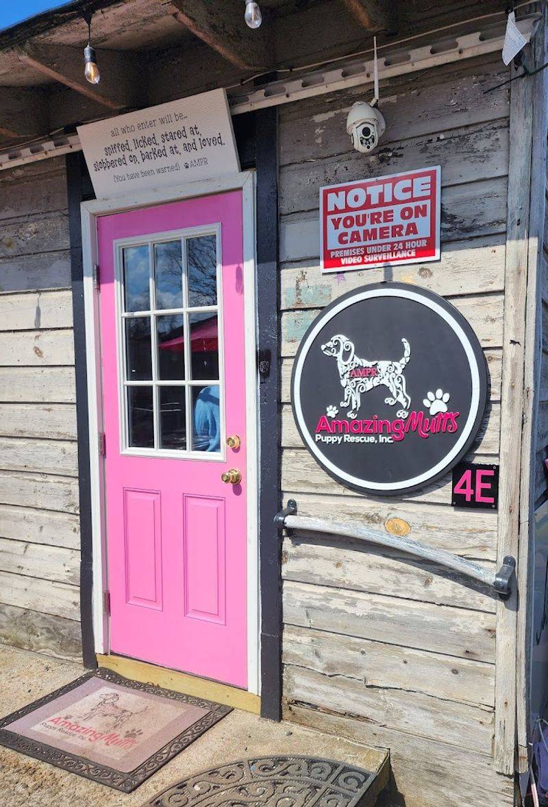 Amazing Mutts Rescue: A Bonus With Real Heart