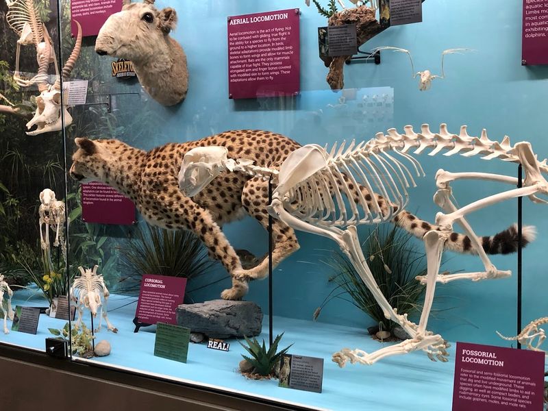 The Dermestid Beetle Display