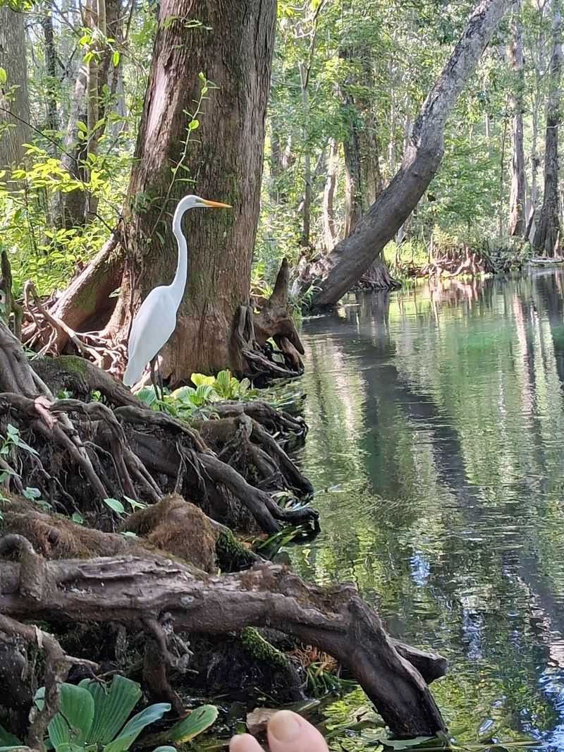 Manatee and Wildlife Watching