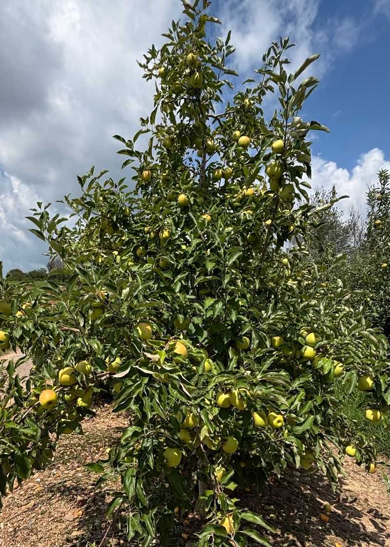 Ellijay, Georgia — North Georgia's Apple-Orchard Retreat