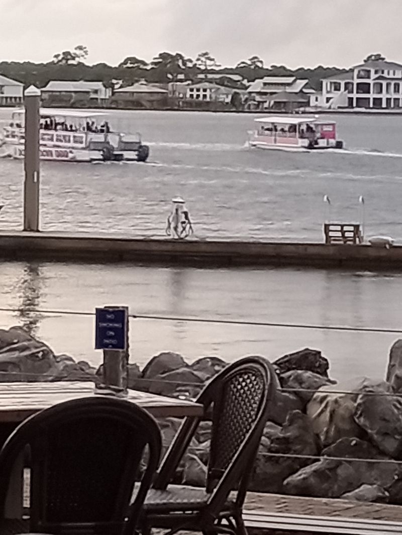 Seasonal Migrations Visible from Your Chair