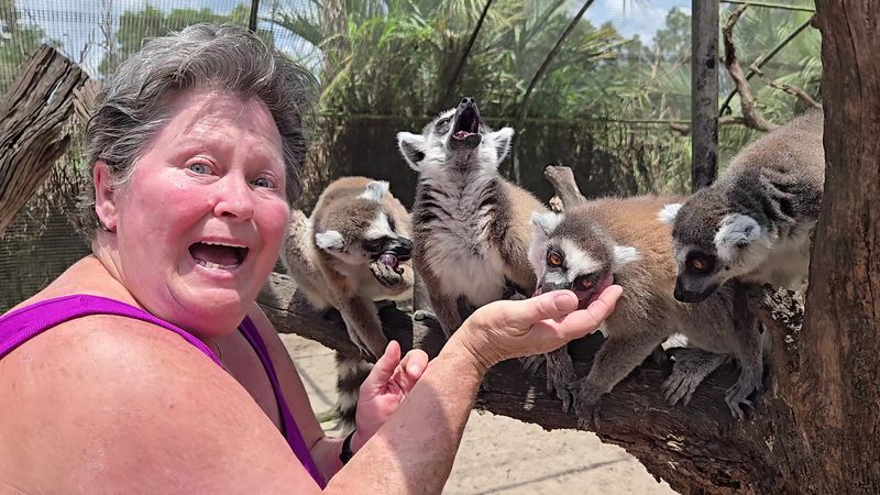 The Lemur Feeding Add-On