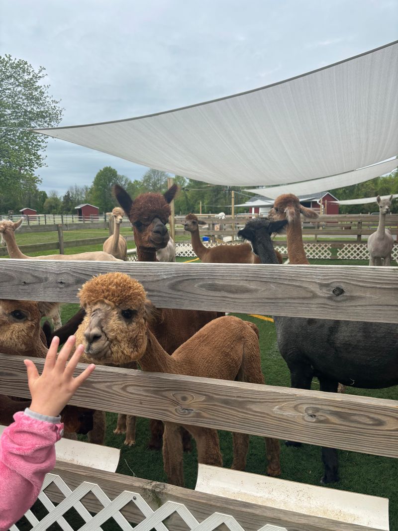 Feeding Etiquette and Safety Tips