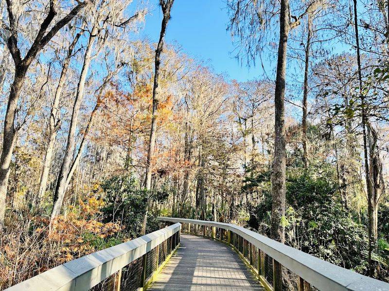 Birdwatching Along the Boardwalk and River