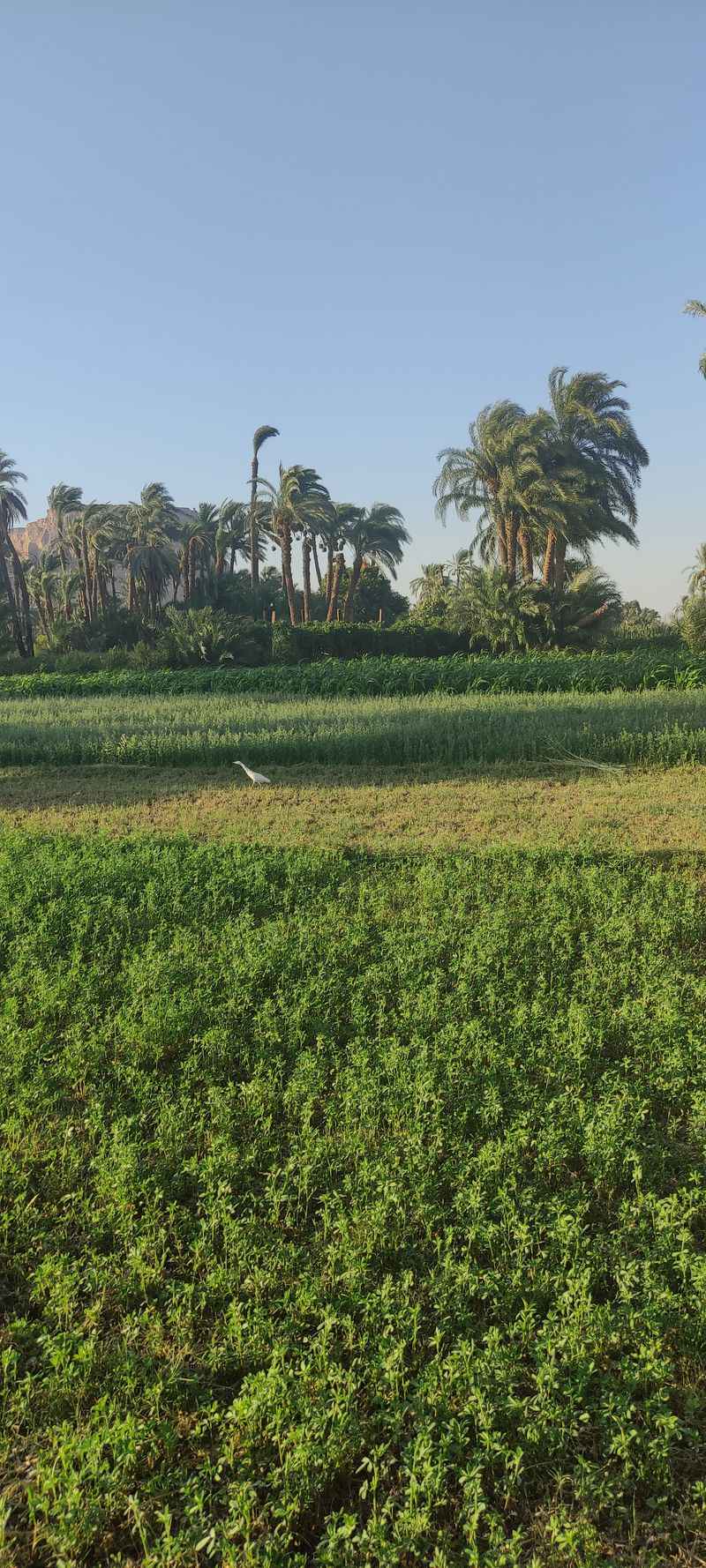 Nag Hammadi Library – Nag Hammadi, Egypt