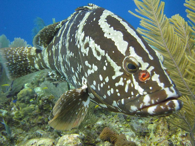 Nassau Grouper