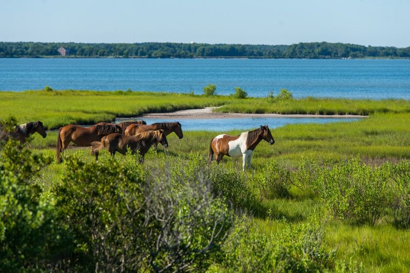 Chincoteague Island, Virginia