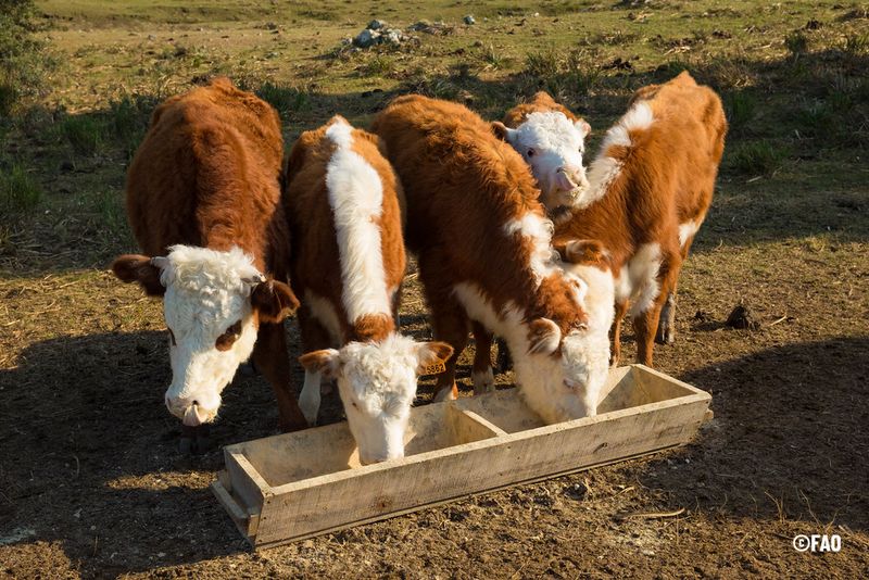 Cattle aren't just an industry - they're culture