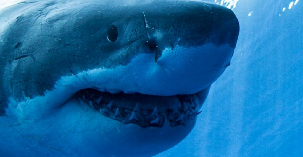 Great White Sharks and Nor’easters: How Ocean Conditions Draw Apex Predators Near the Coast