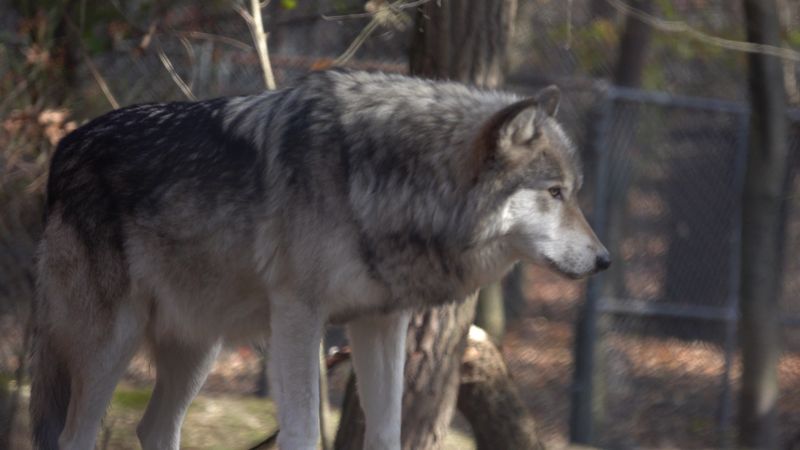 Wolf Behavior Up Close