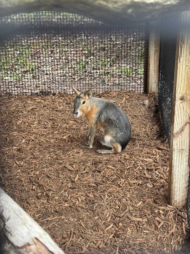 Kangaroo Feeding Etiquette