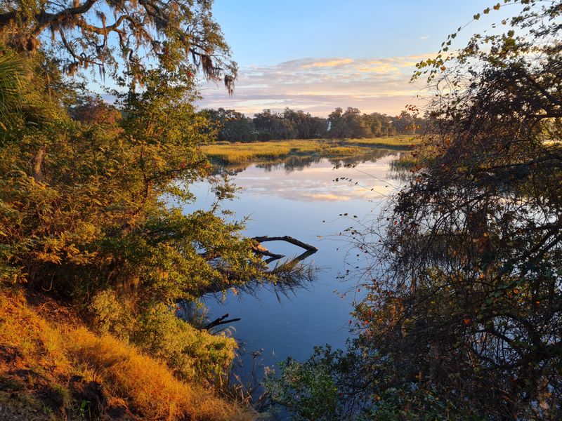 Coastal Marshlands