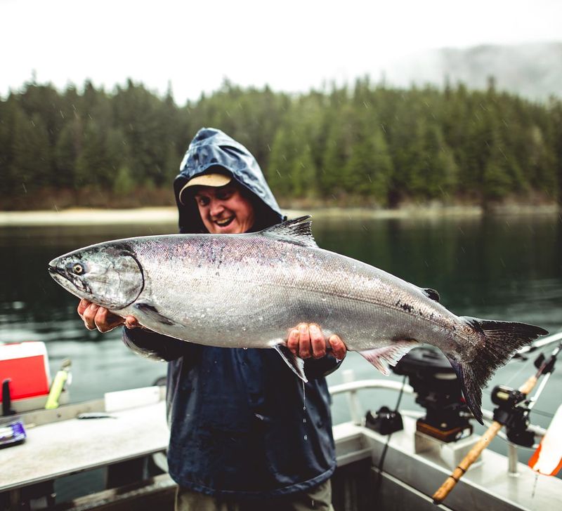 Salmon Days: Kings, Cohos, and Pink Runs