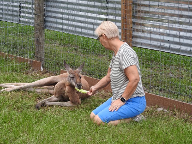 Baby Kangaroo Cuddles That Break All the Rules