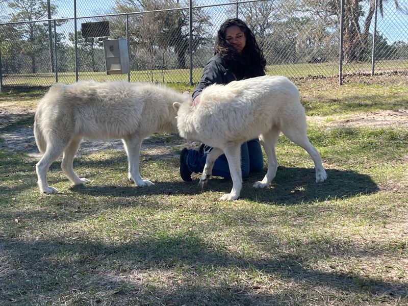 Responsible Wolf Encounters