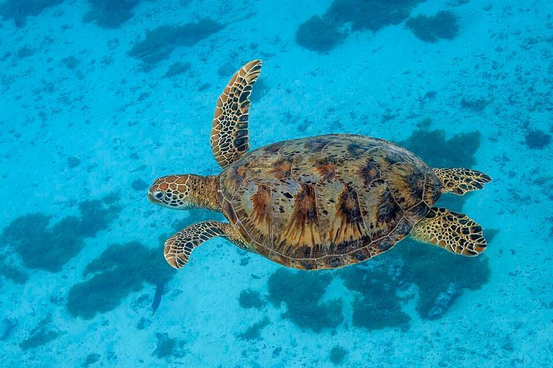 Marine Turtles (all species)
