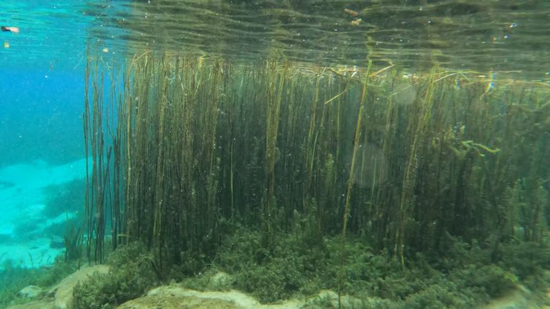 Snorkeling the Eelgrass Meadows