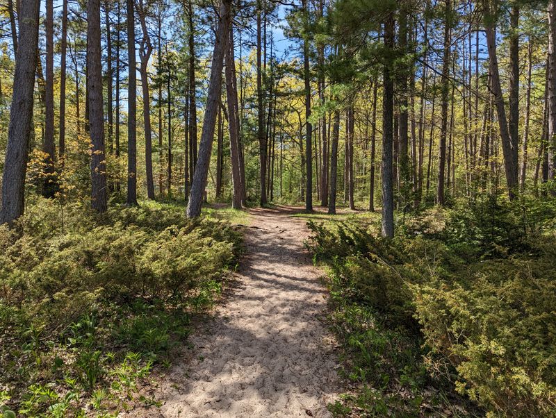 Besser Natural Area – Alpena