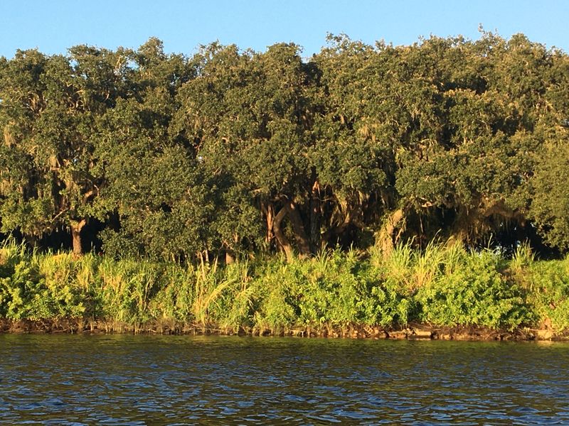 Environmental stress drove decline