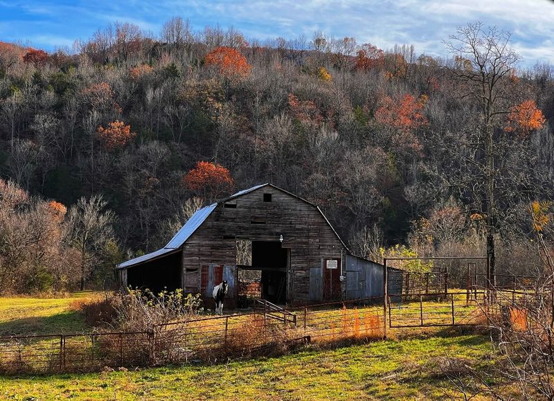Elk Watching In Boxley Valley