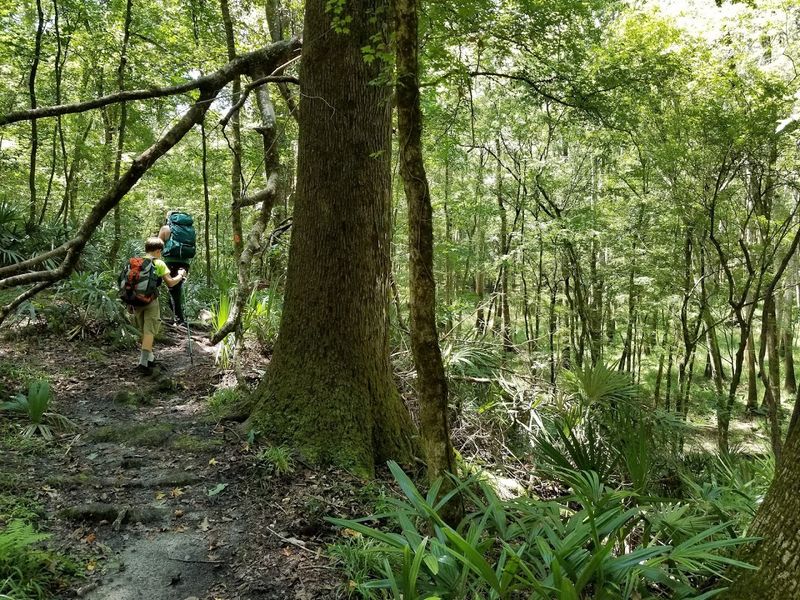The Rare Torreya Tree and Unique Flora