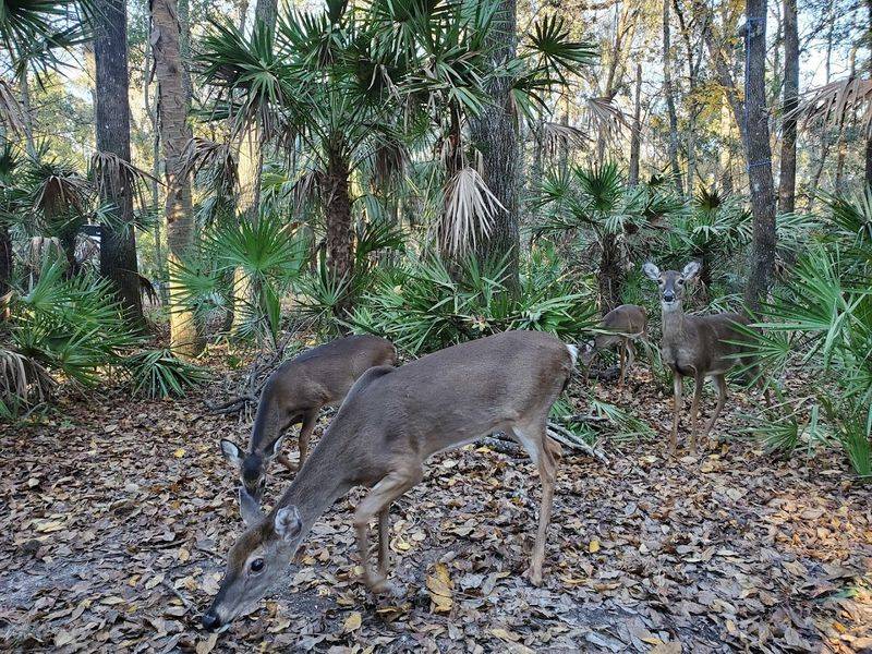 Wildlife Beyond the Water: Deer, Owls, and More