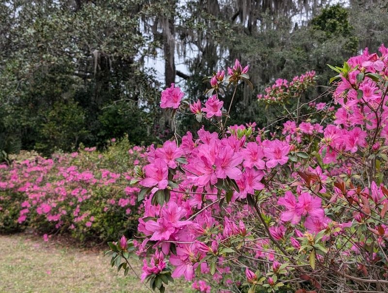 Azalea Season: When the Park Reaches Peak Beauty
